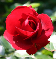 Rose-erblueht-4.jpg
